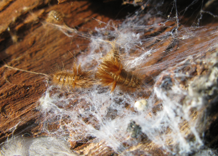 insetto con ciuffo: larve di Dermestidae